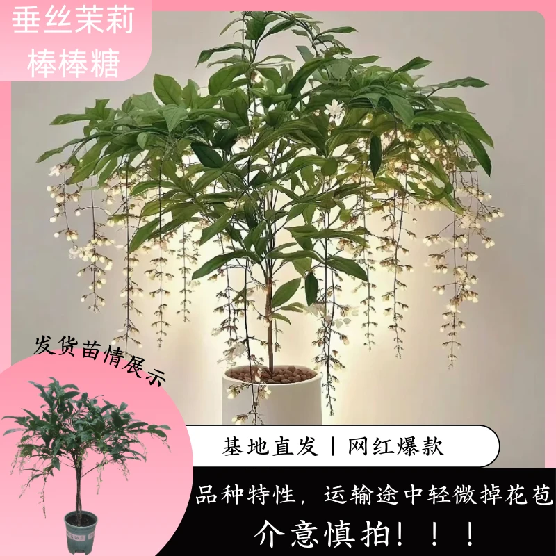 【网红优质】垂丝茉莉棒棒糖1.5加仑 多年生 爆花阳台种植 基地直发