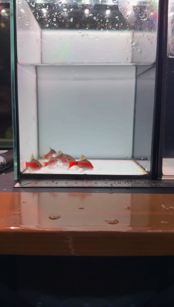 海水鱼钻石彩虹鲫777