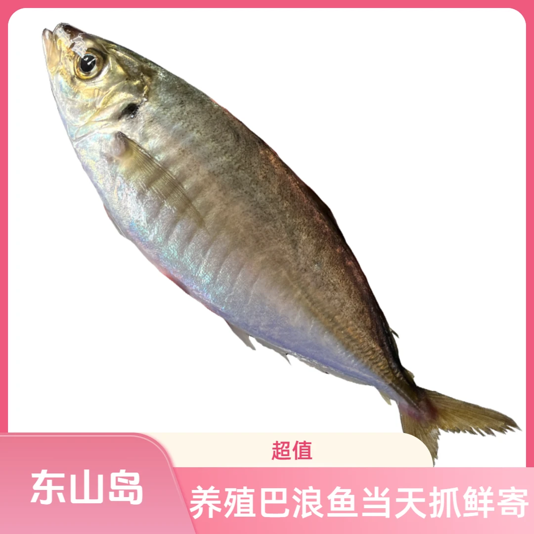 新鲜鲜寄当天抓东山岛土豪巴浪鱼鲜活竹荚鱼生态养殖巴浪盐焗清蒸