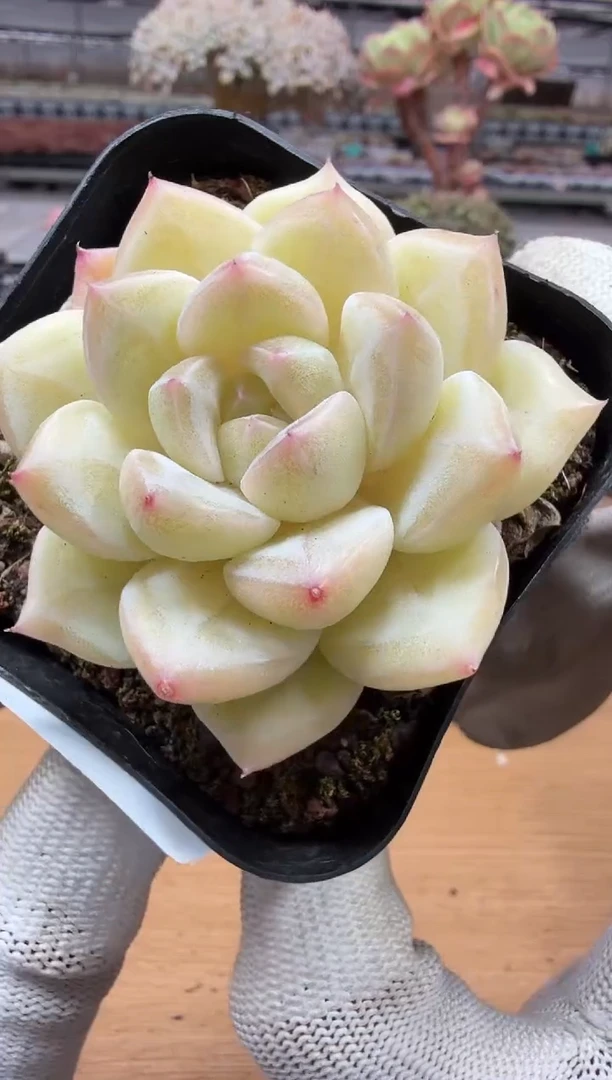 东云多肉园二店-261