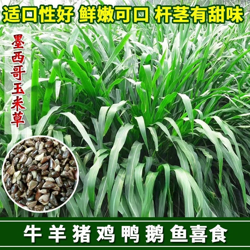 源头厂家墨西哥玉米草种子优12阔叶玉米草猪羊牛鱼兔养殖草籽牧草