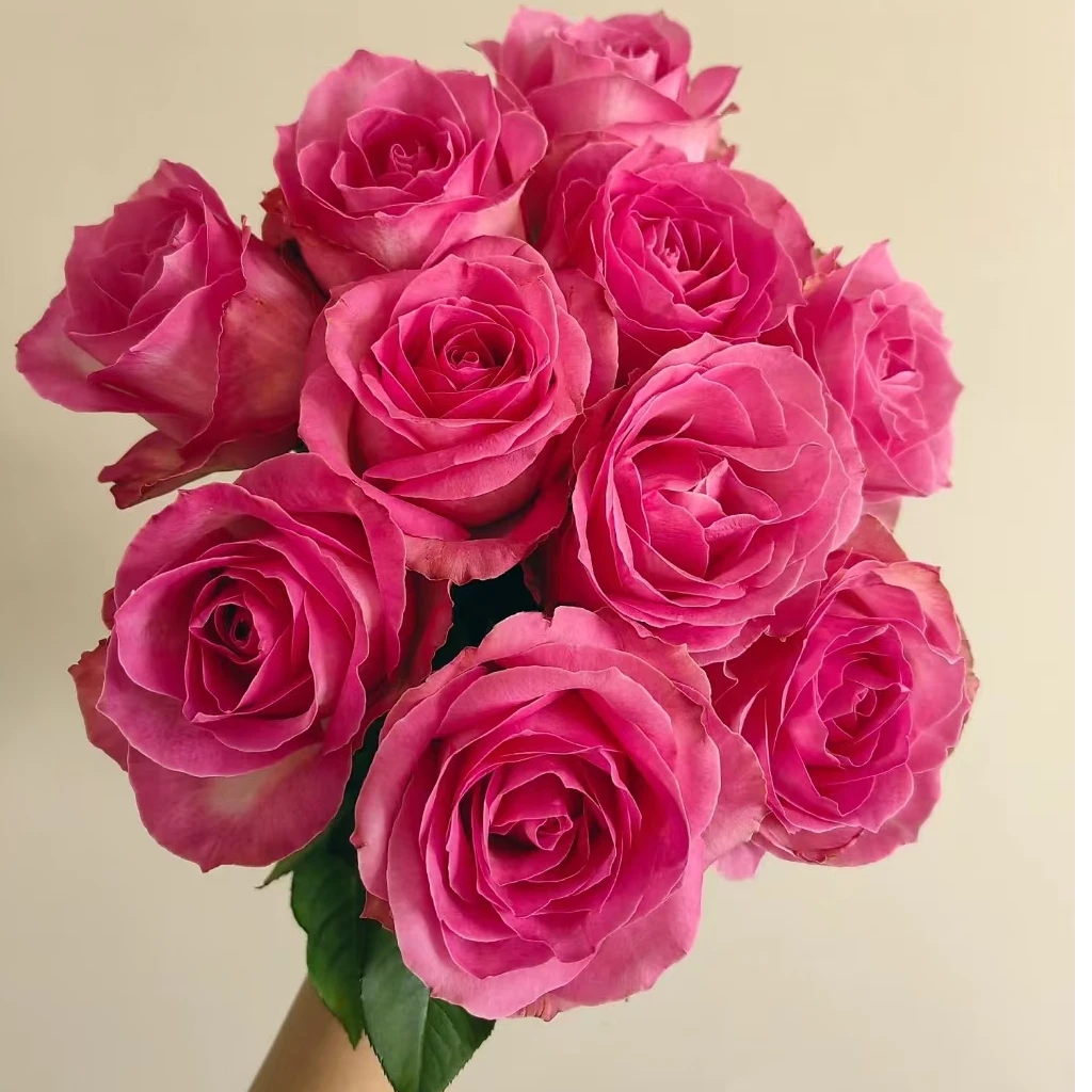 宜然园艺糖果雪山1.5加仑灌木月季直立性好抗性好丰花勤花