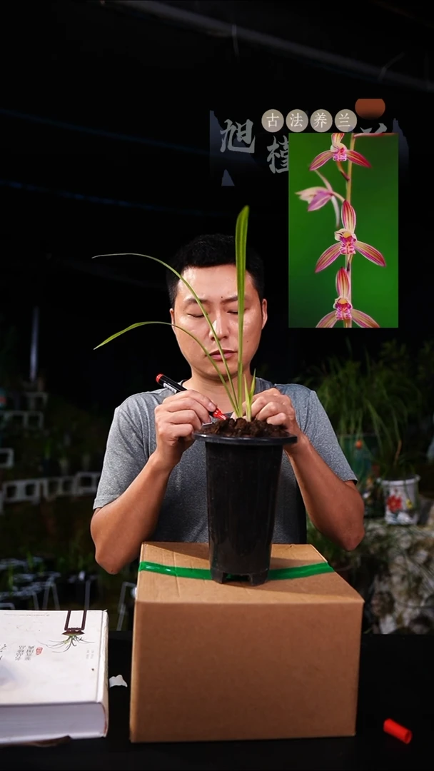 当前无花栽培后可以开花富*哥建兰-胭脂锦（一物一拍）