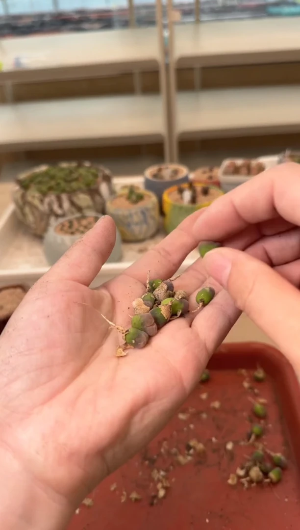 13-177多肉植物肉锥