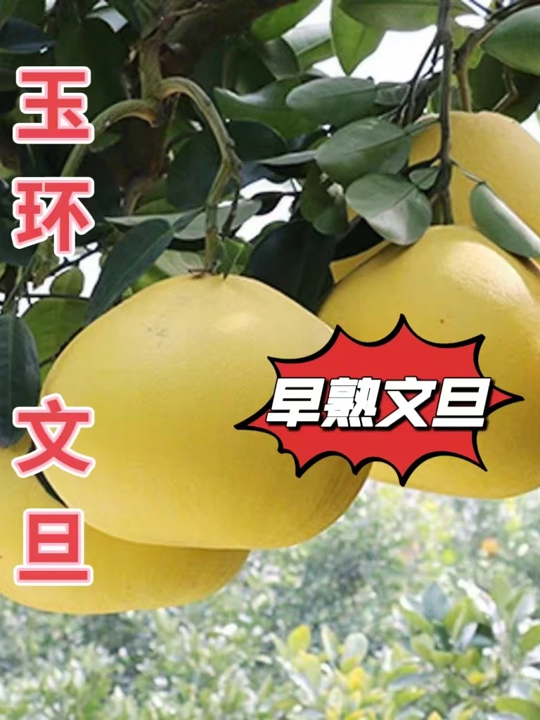 正宗玉环文旦早熟柚子当季孕妇新鲜水果蜜柚产地直发江浙沪包邮
