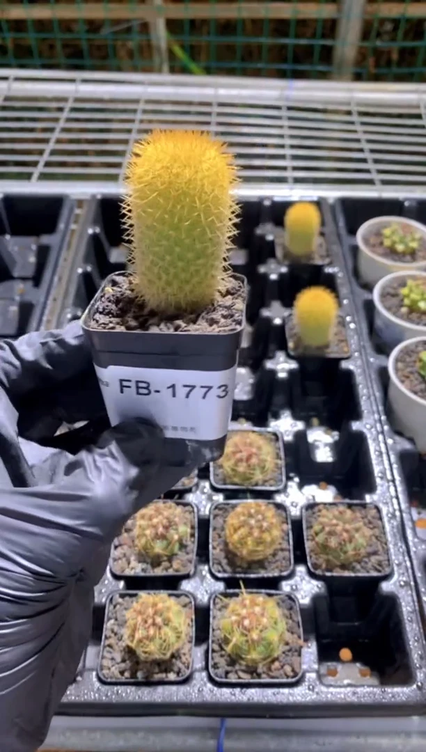 【闪购商品】有绵刺FB-1773