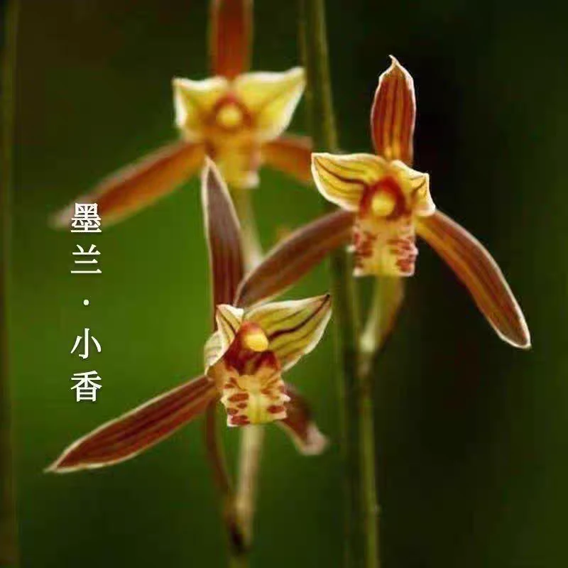 墨兰浓香型（小香）
