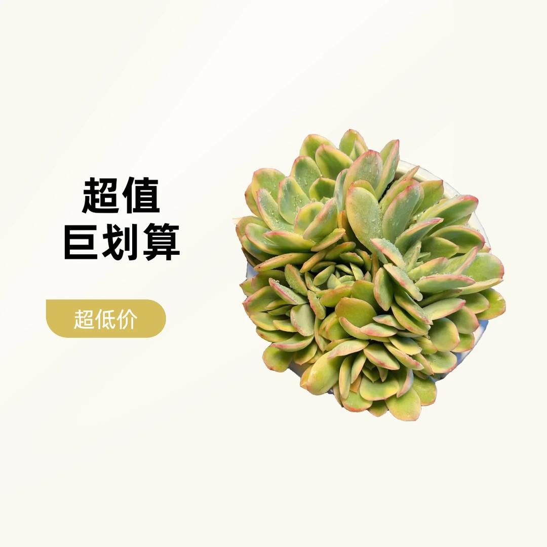 时宜多肉 绮罗锦 冠幅保15公分起 带盆带土 一单包邮新手好养