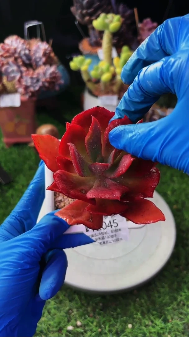 昆明印象多肉12045