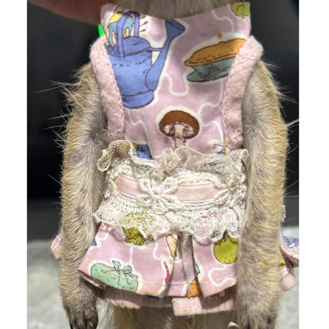 狐獴衣服貂裙子宠物牵引绳裙子蕾丝花边宠物貂宠物裙