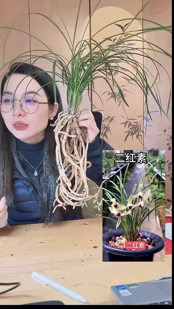当前无花栽培后可以开花：二红素