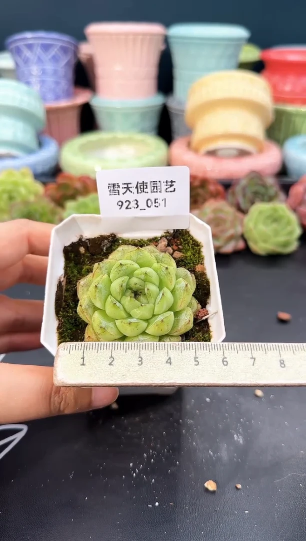 923-051赤水晶（冠幅5cm）