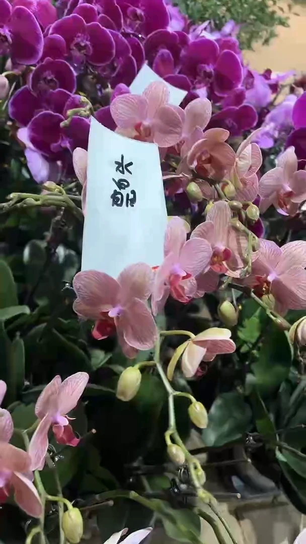 完全开放两单包邮。水晶