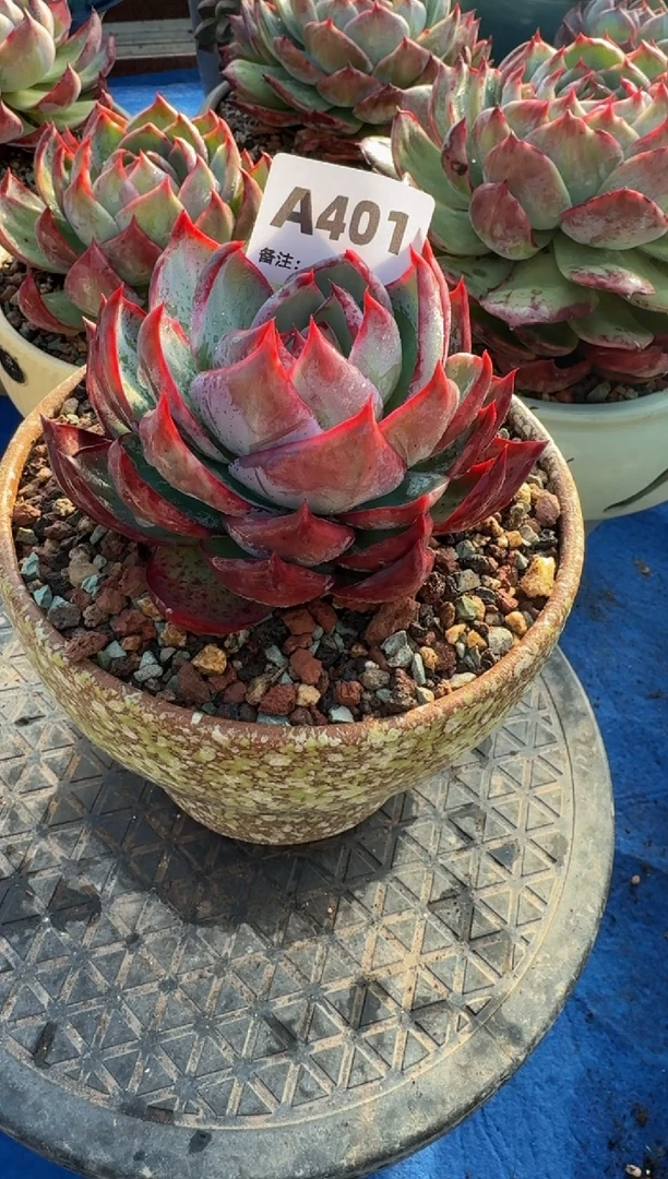 【闪购商品】A401惊鸿仙子（裸根发货）