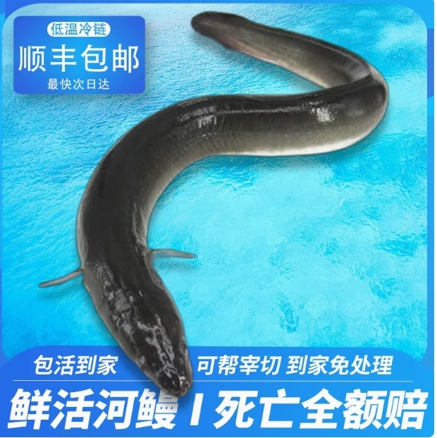 天门岭淡水鳗鱼养殖江西发货蛋白质丰富活体鳗鱼