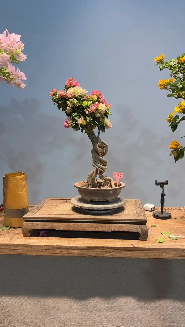 全部花朵果***6三角梅45