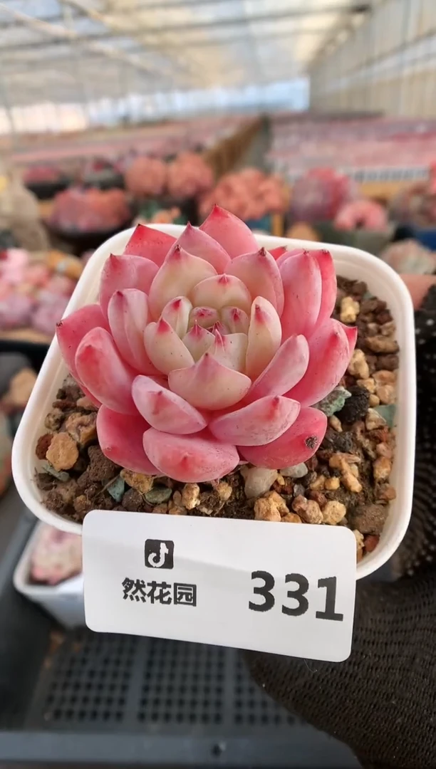 【闪购商品】331白桃一物一拍