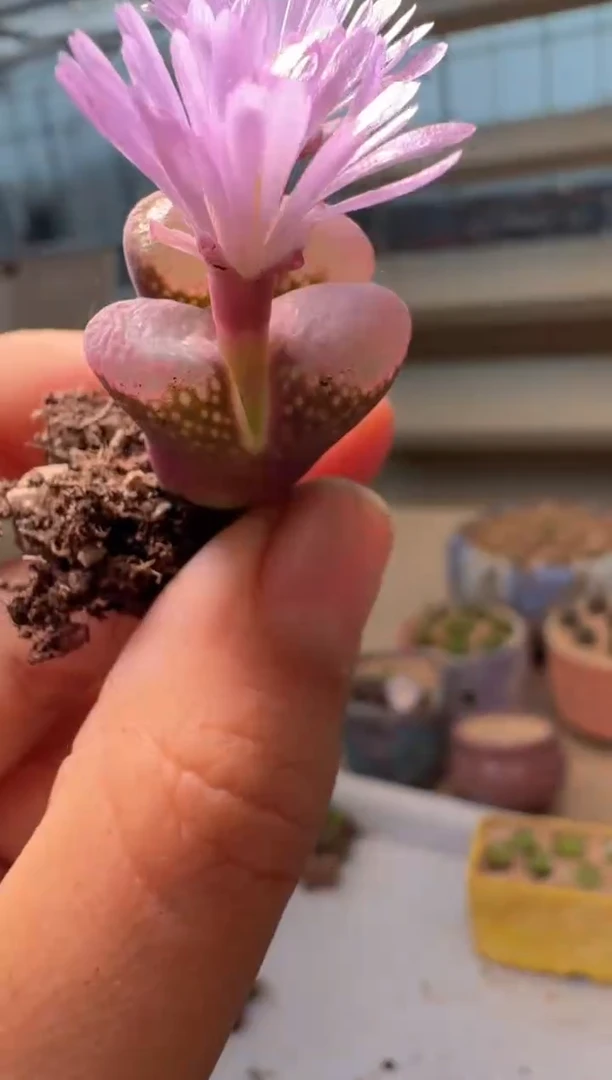 28-260多肉植物肉锥妃子笑