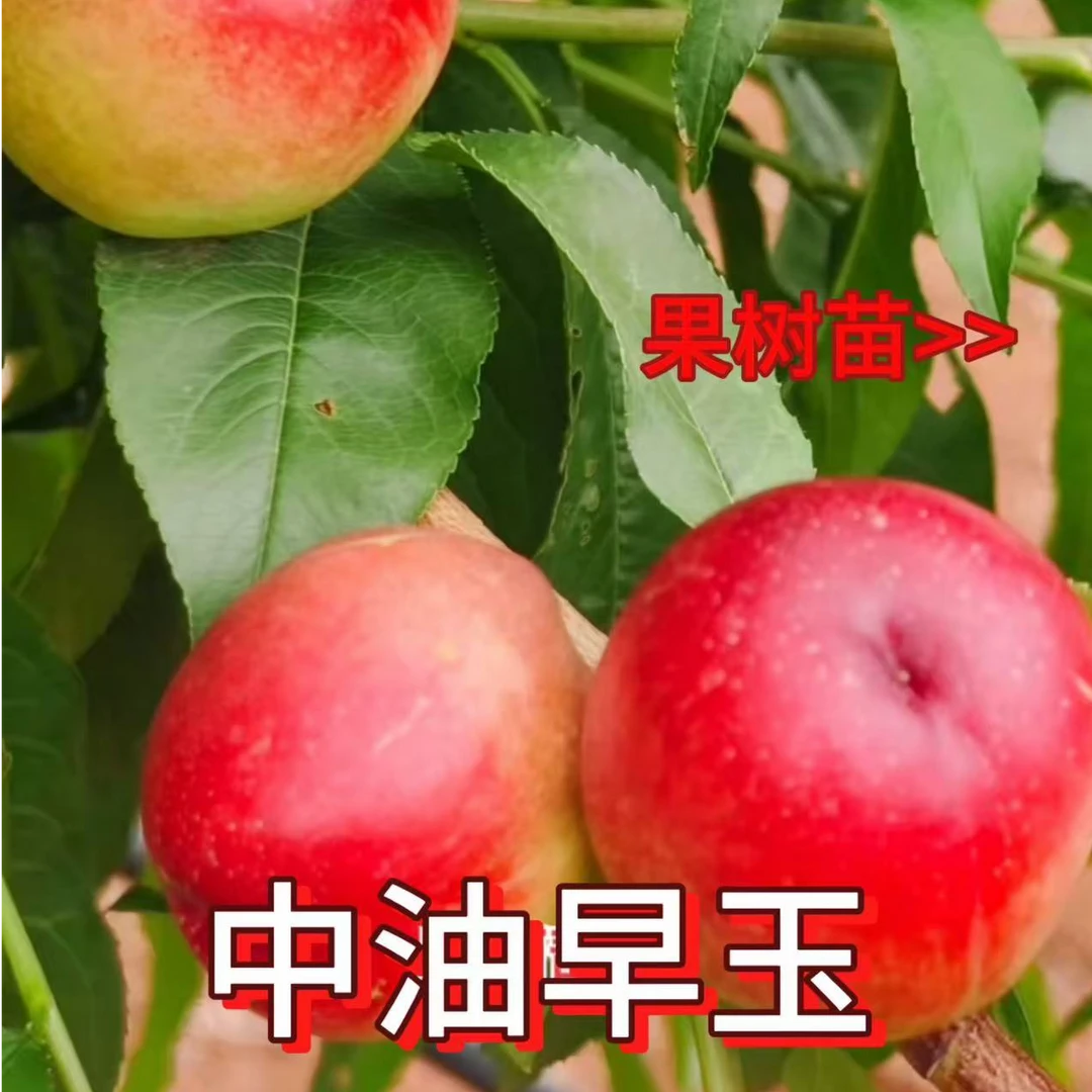 11月份发货 4月底级早熟 中油早玉油桃树苗均果2两挂果15天不软