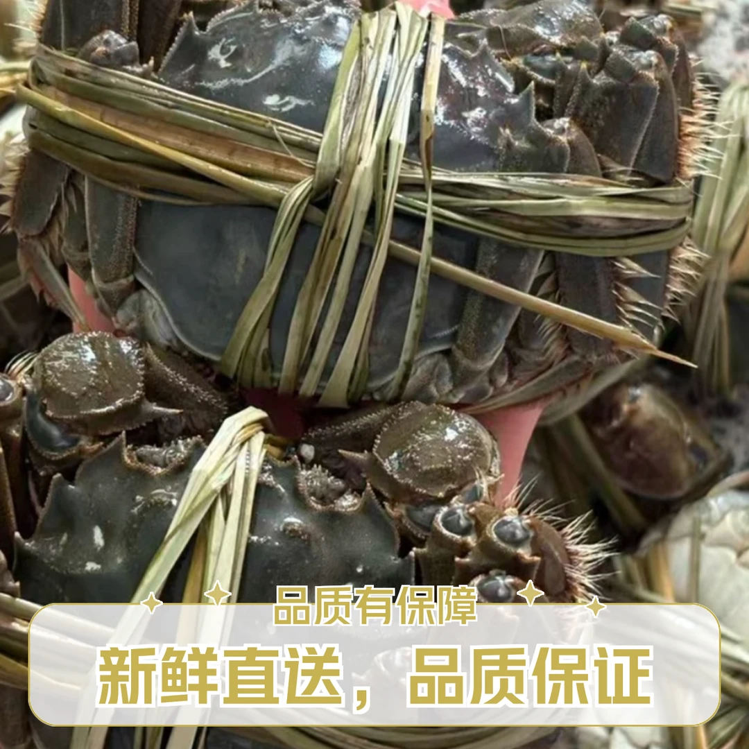黄河口大闸蟹精品8只(3两的母）鲜活礼盒装