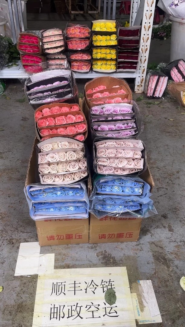 碎冰蓝20枝+曼塔20枝+海洋之歌20枝+戴安娜20枝