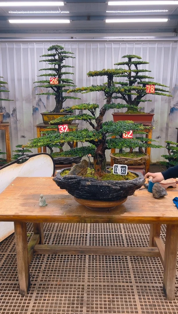 无花朵精品盆景直播间一物一拍