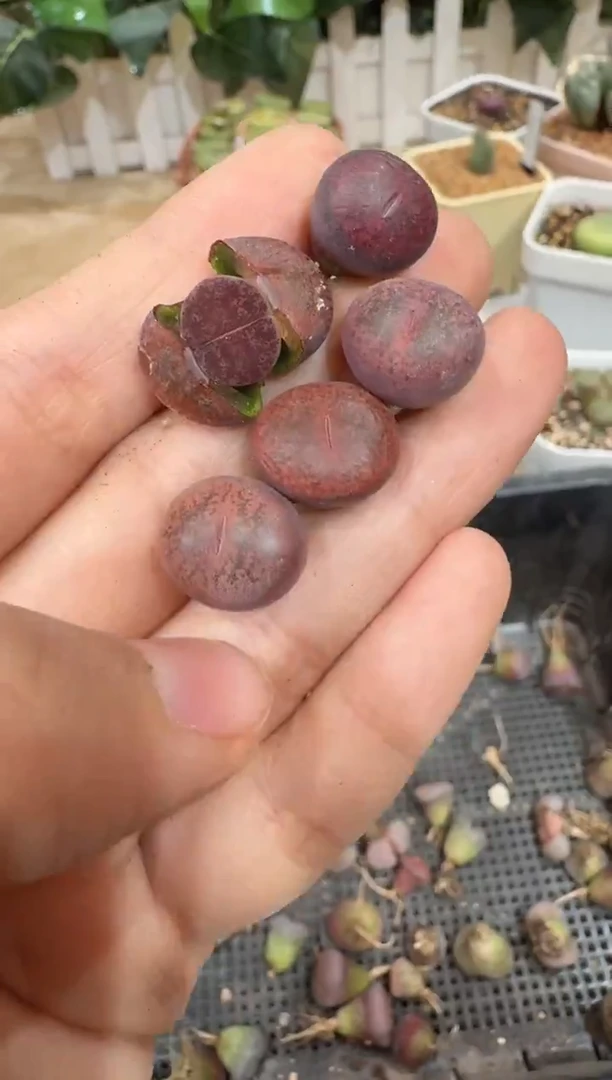 9多肉植物肉锥酒红