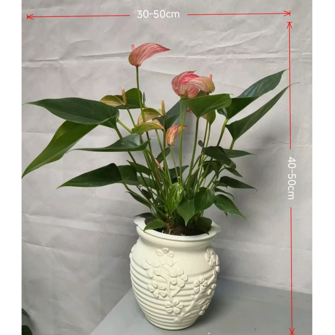 带浮雕盆土培粉掌绿植利帷幕净化空气桌面盆栽3-4花土培40-50CM