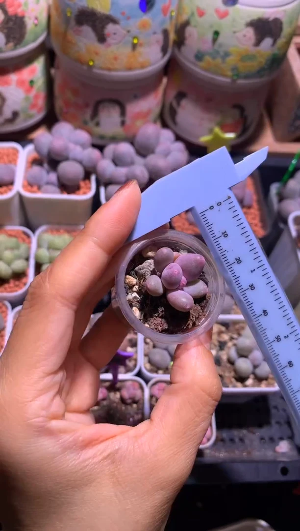 韩国彩虹，满28包邮，不满发一个叶片到付