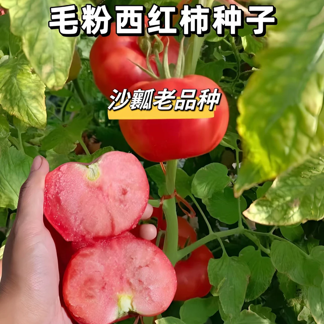 毛粉番茄种子家庭阳台种植盆栽地栽