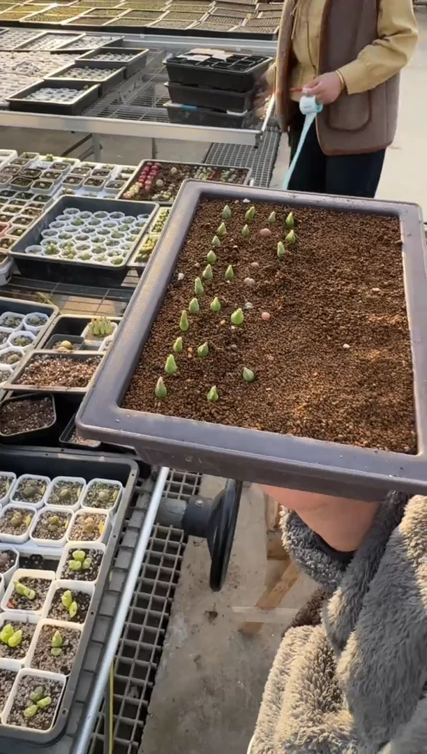 【闪购商品】3-83一颗