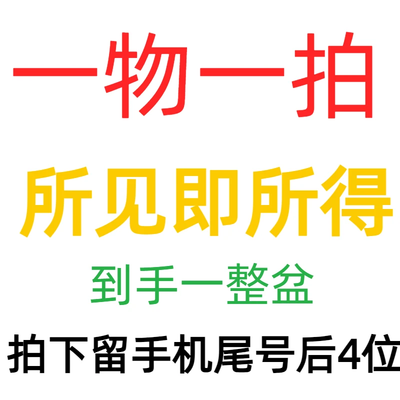 一物一拍 鲜花 蝴蝶兰 耐开耐养 室内花卉