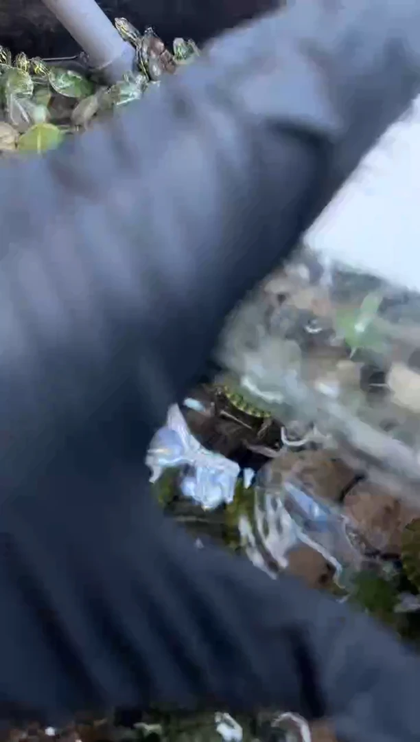 不分公母宠物龟八方龟岛 9.19日 52号闪购