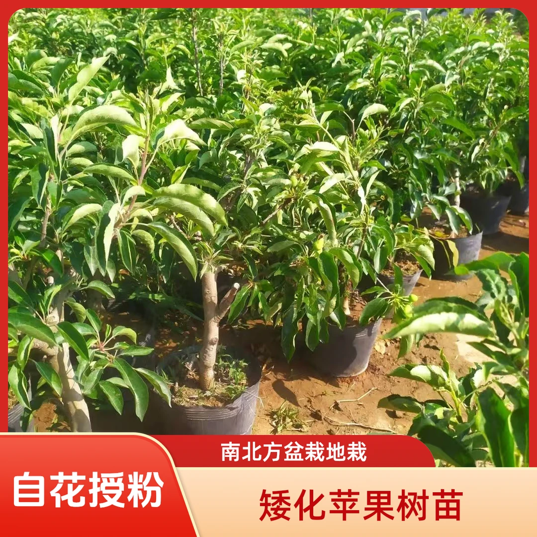 老桩苹果树盆栽矮化红富士苹果苗南方北方庭院阳台种植自花授粉