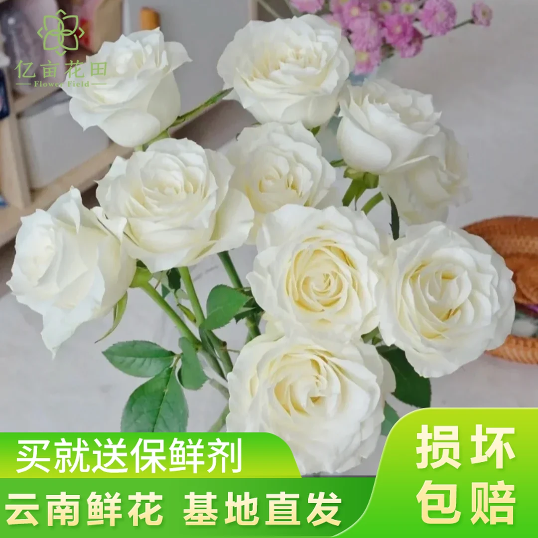 【中秋好礼骄傲单头玫瑰20支】全店任意两件升级顺丰送货上门白