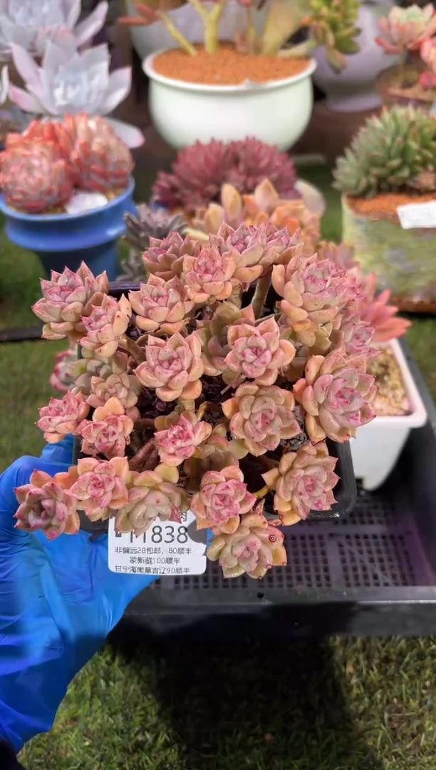 【闪购商品】11838