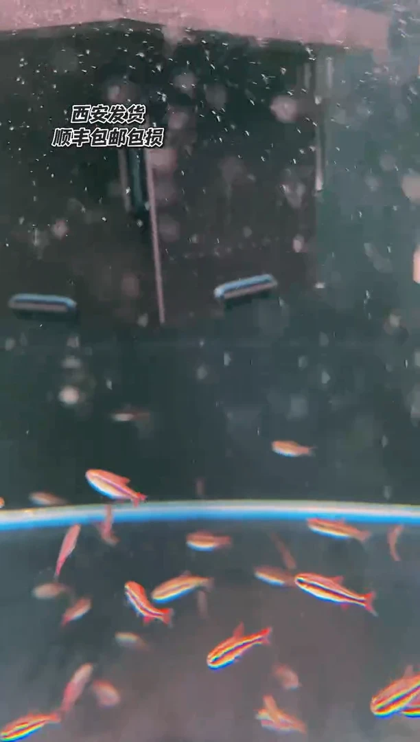 海水鱼s****h白金血魔