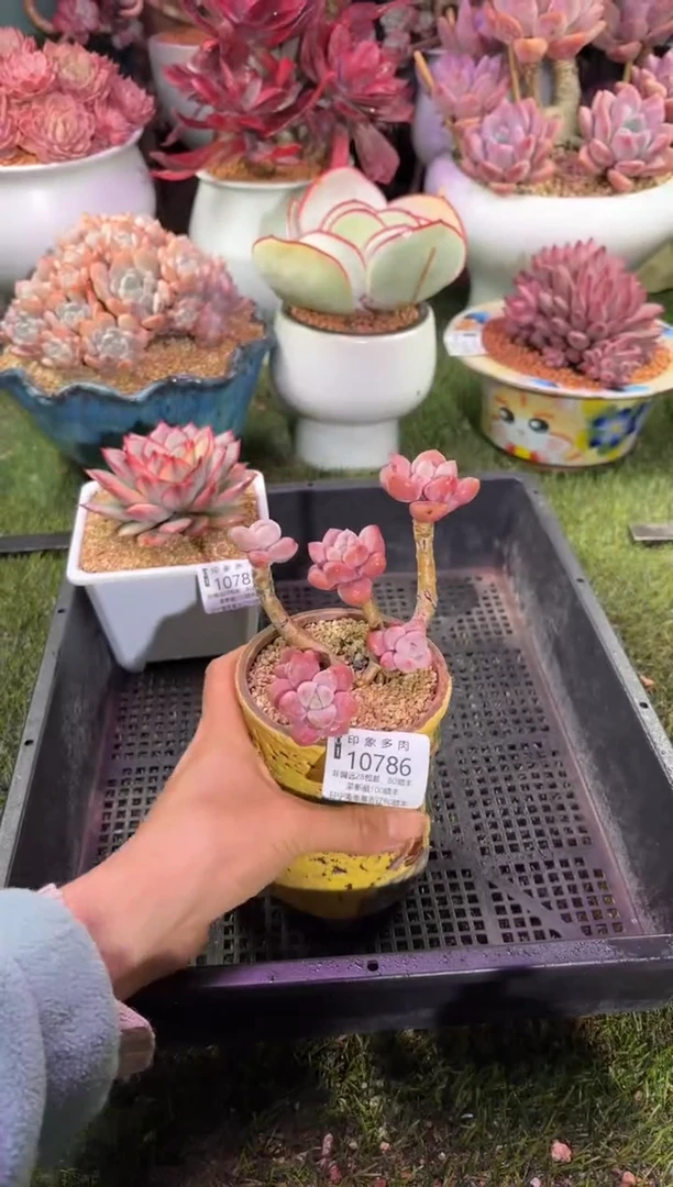 【闪购商品】10786