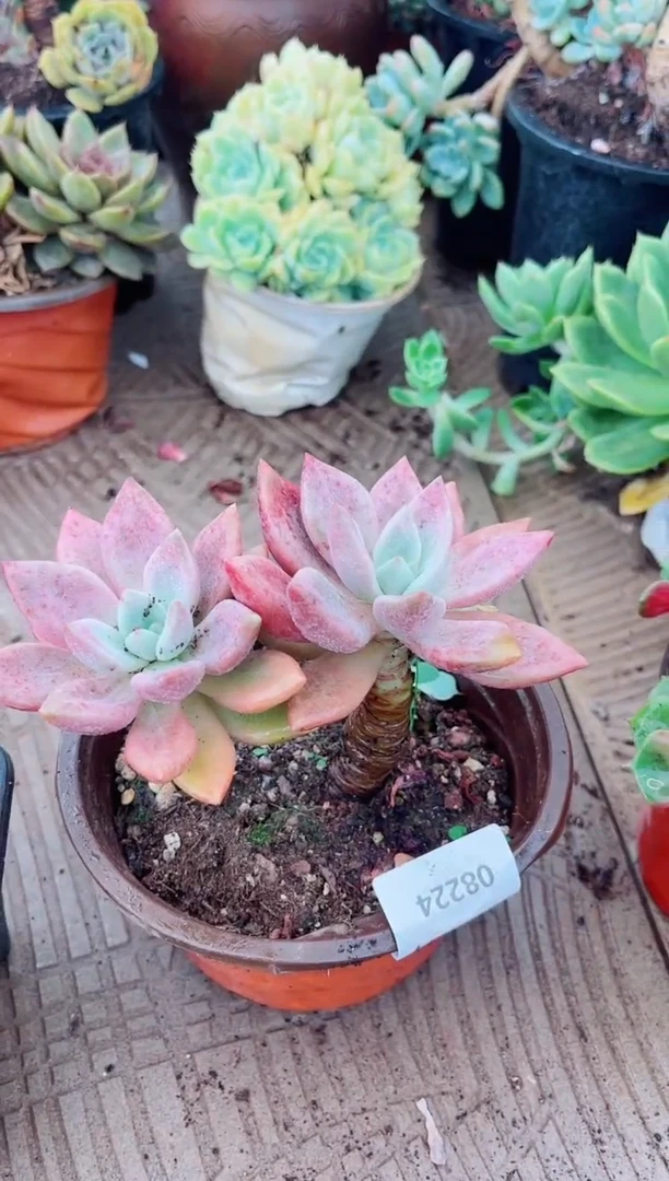 杨*丽多肉植物一物一拍08224