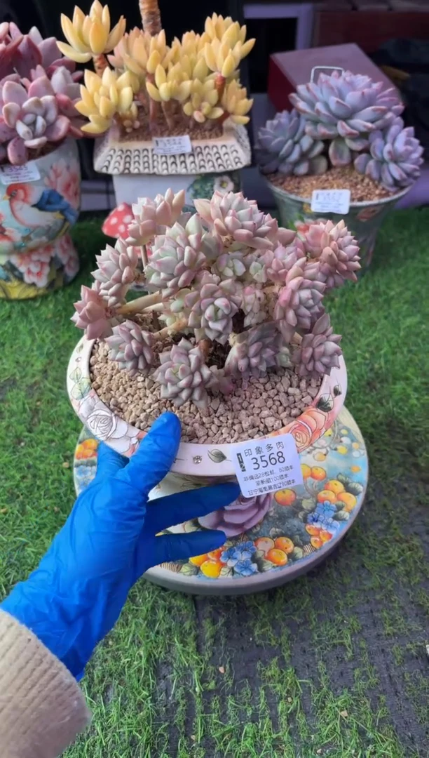 昆明印象多肉3568