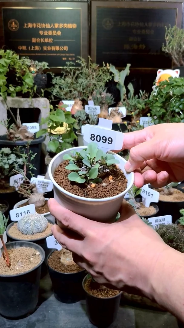8099号1219福利植物 装甲厚墩菊