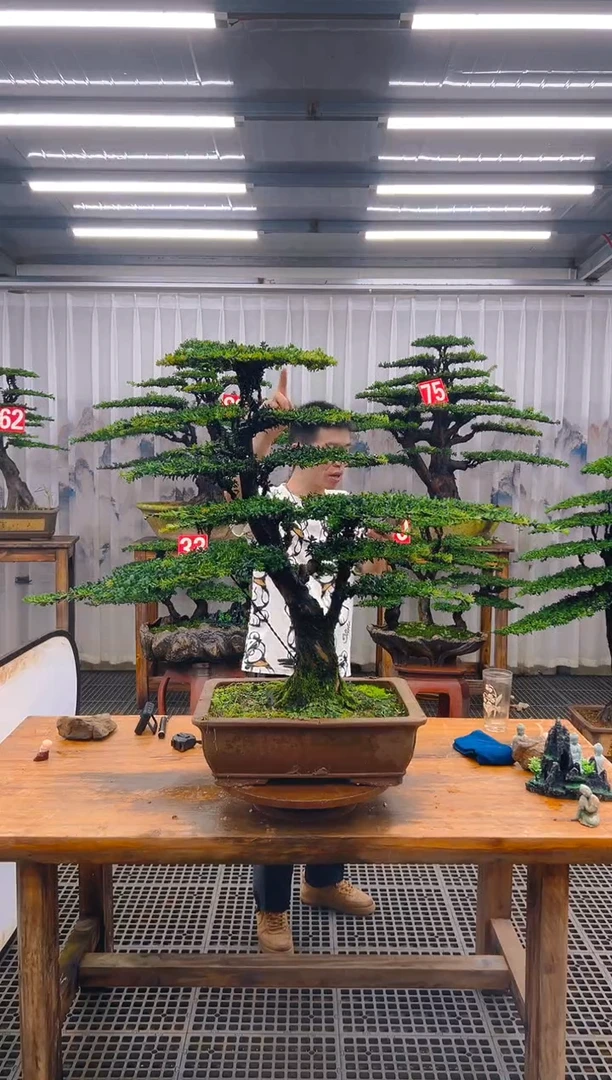 无花朵老*K精品盆景直播间一物一拍