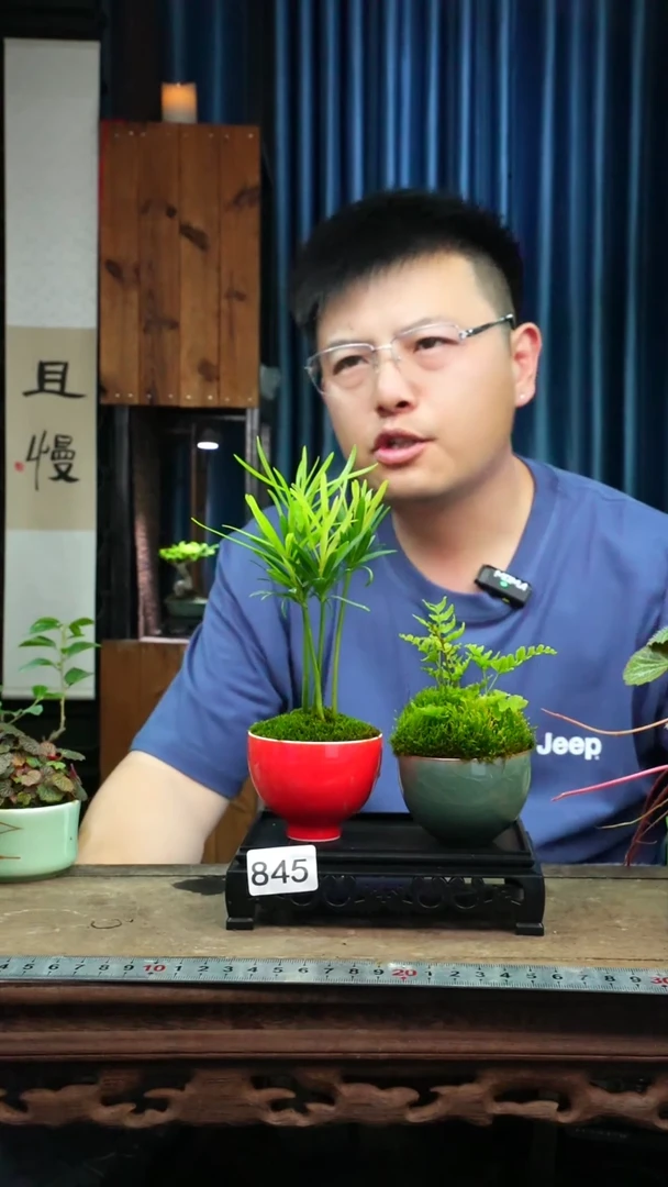 无花朵苔藓微景观845号