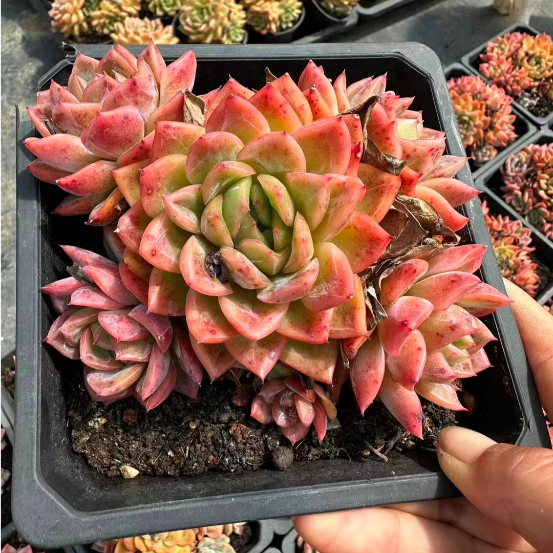 10#莫奈花园多肉植物 前男友精品多肉
