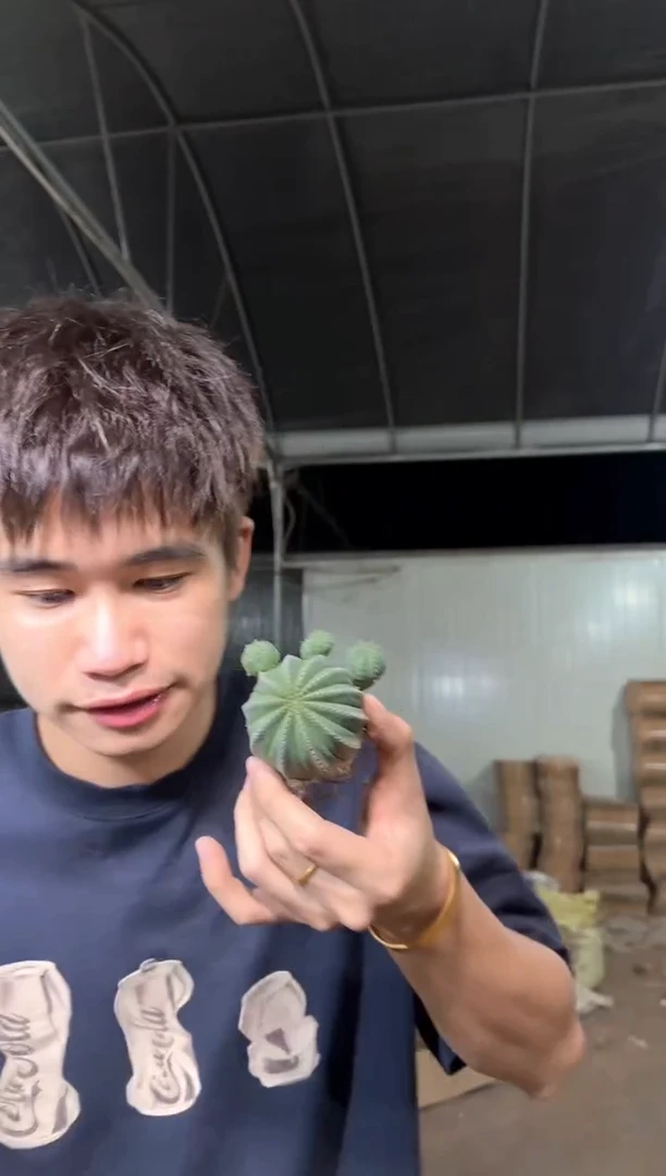 欧系 布纹球【带根】不指定带崽