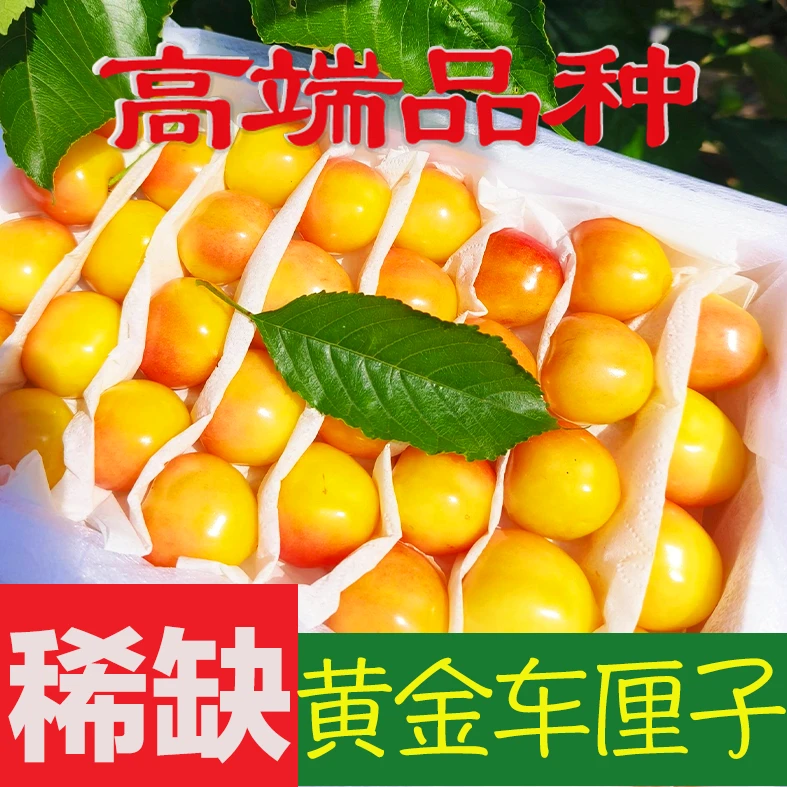 【高端黄车】山东大樱桃金车黄水晶新鲜水果孕妇空运包邮