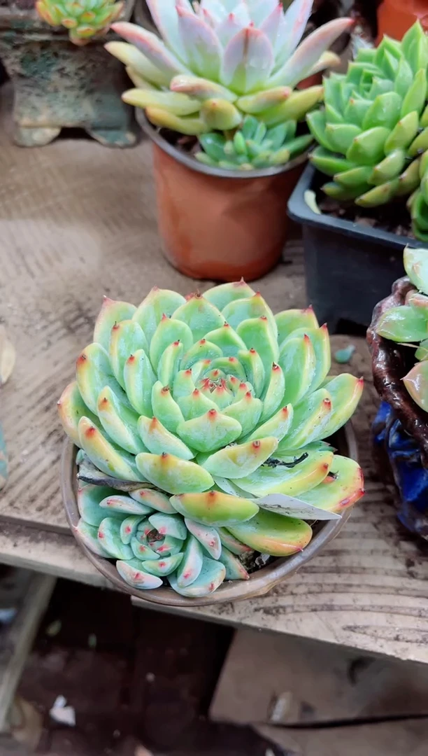 泡****里23056多肉植物一物一拍
