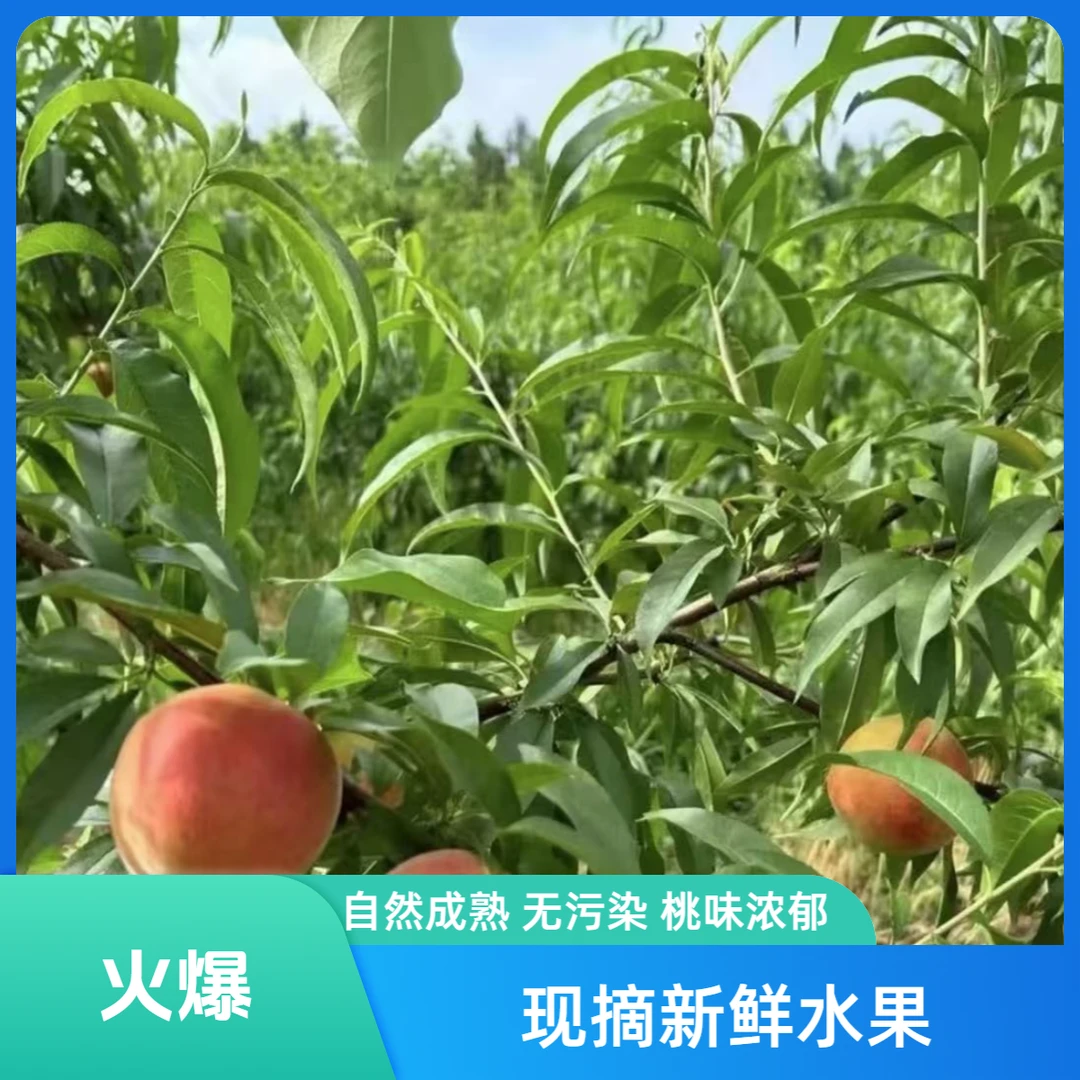 【津园生鲜】垛子桃、天津本地现摘现发、桃味浓郁、3/5斤顺丰包邮天津市