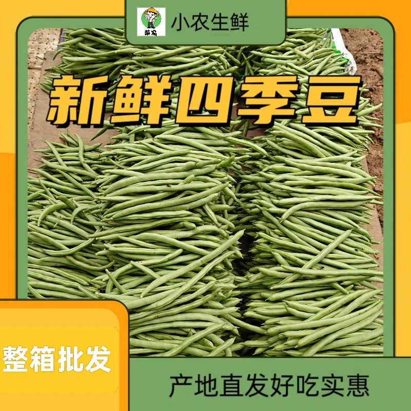 新鲜四季豆无筋豆芸豆农家自种高山云南小金豆豆角应季蔬菜时令