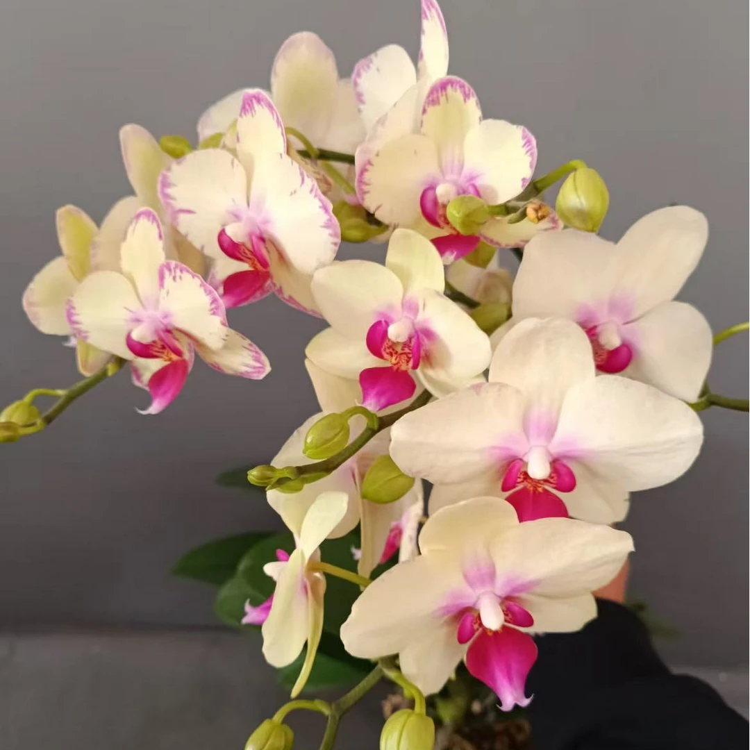蝴蝶兰【绿公主】单苗单花剑 带花发货广州基地直发